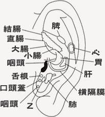 耳のツボ