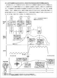 卵巣からの分泌メカニズム