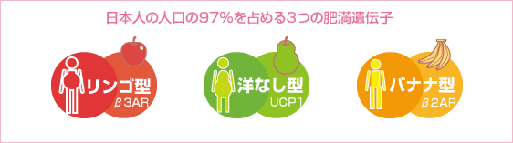 日本人の人口の97％を占める3つの肥満遺伝子 りんご型　洋梨型　バナナ型