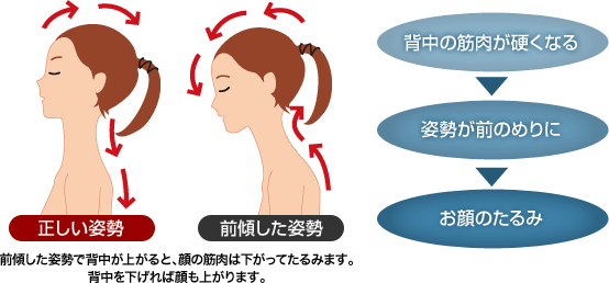 前傾した姿勢で背中が上がると、顔の筋肉は下がってたるみます。背中を下げれば顔も上がります。