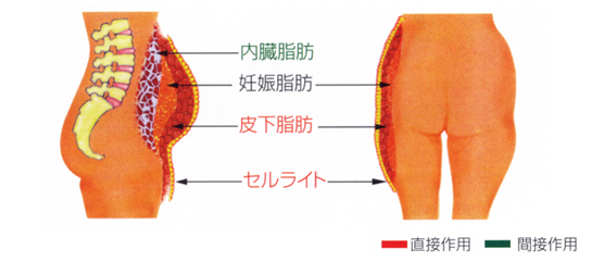 内蔵脂肪　妊娠脂肪　皮下脂肪　セルライト